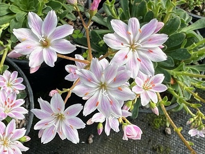 Lewisia 'Archangel' 